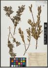 Foto von Salix purpurea L. x Salix repens L.